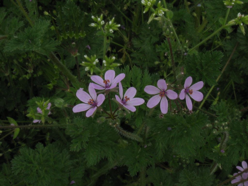 Cerastium cfr. glomeratum (in secondo piano)