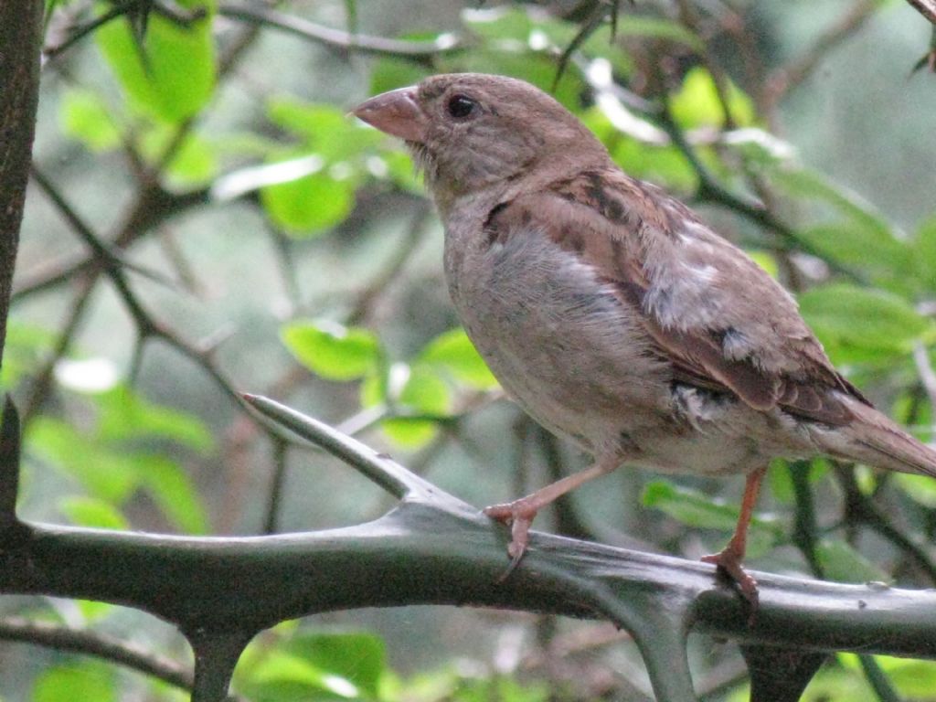 Passer domesticus?...Passer italie, femmina