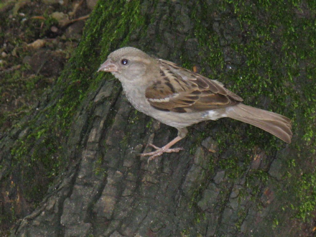 Passer domesticus?...Passer italie, femmina