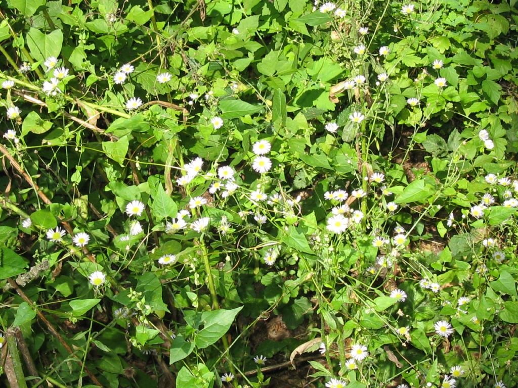 Symphyotrichum? no, Erigeron annuus