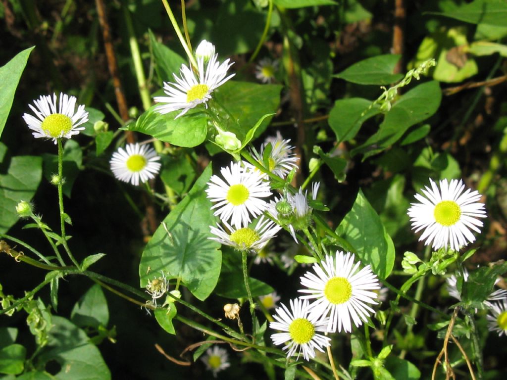 Symphyotrichum? no, Erigeron annuus