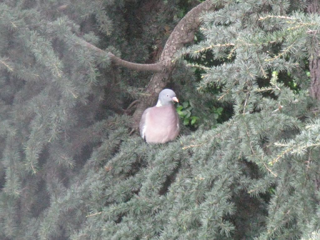 Quale Colombaccio?  Columba  palumbus