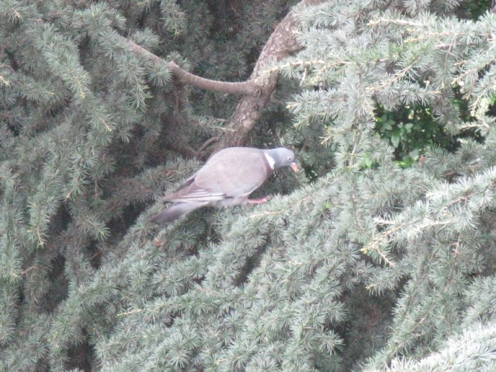 Quale Colombaccio?  Columba  palumbus