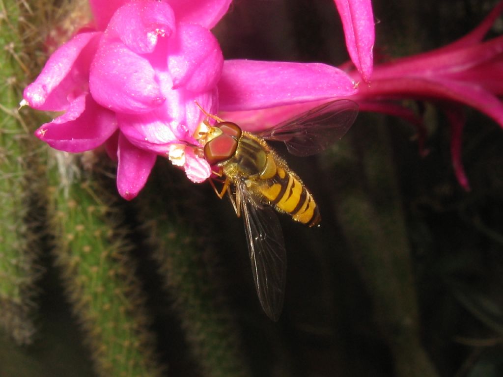 Episyrphus balteatus M o F?  M !