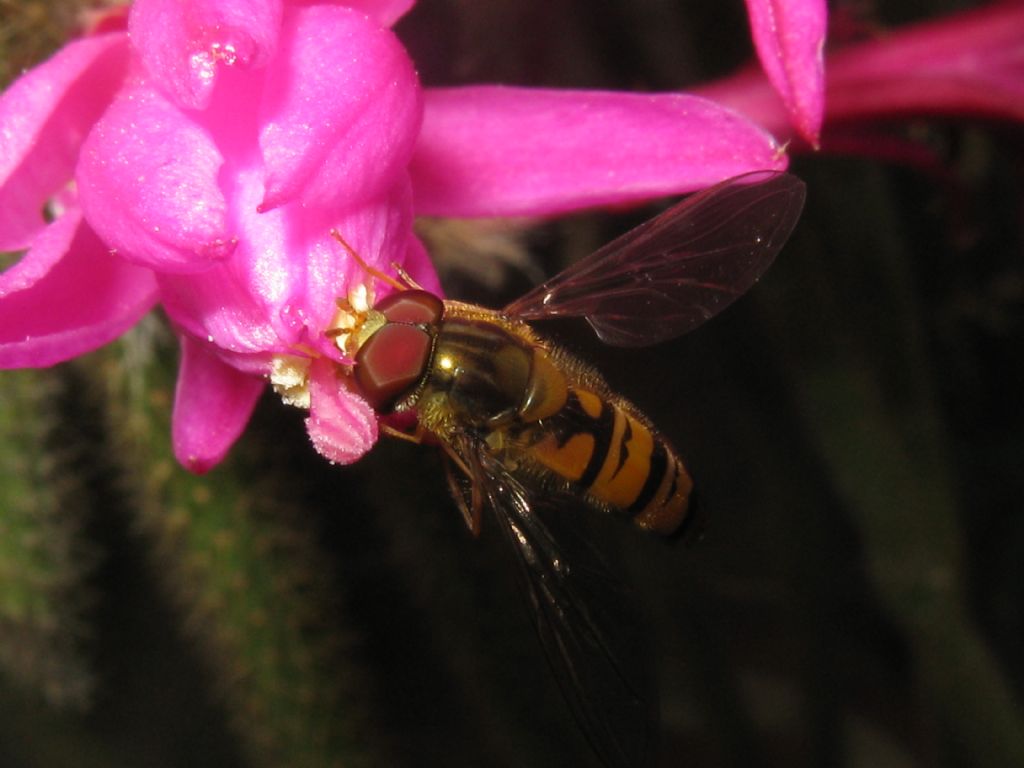 Episyrphus balteatus M o F?  M !