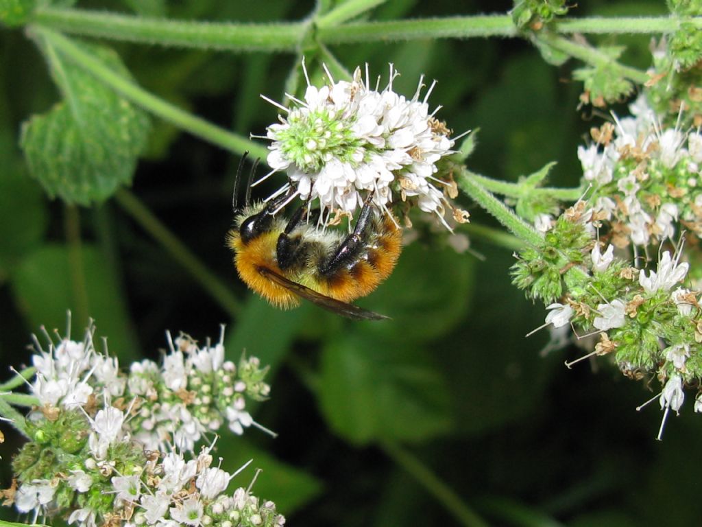 Bombus pascuorum? S (cfr.)