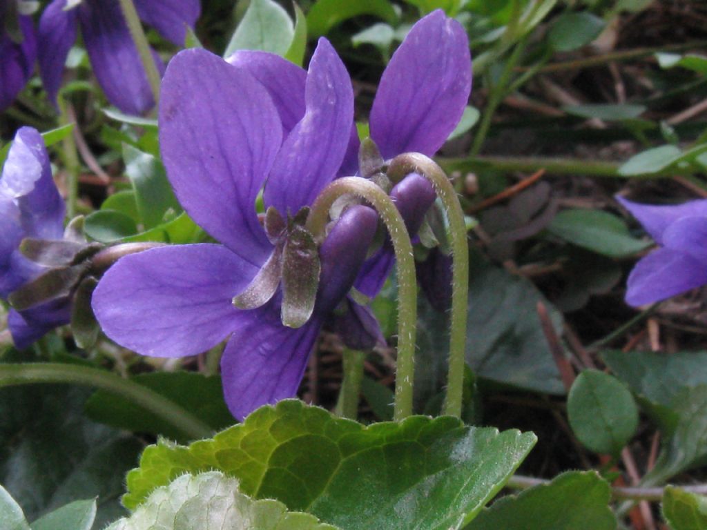 Viola odorata