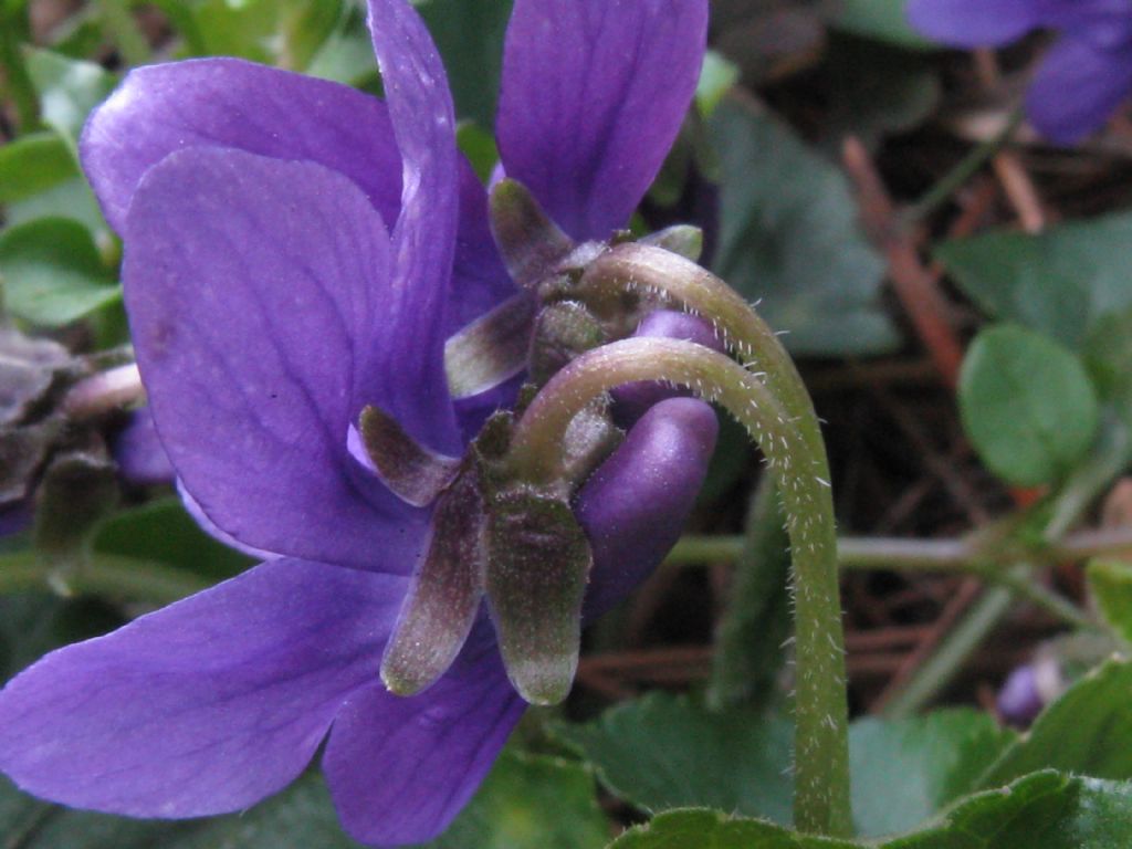 Viola odorata