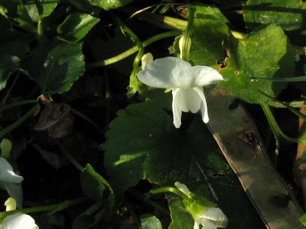 Viola alba