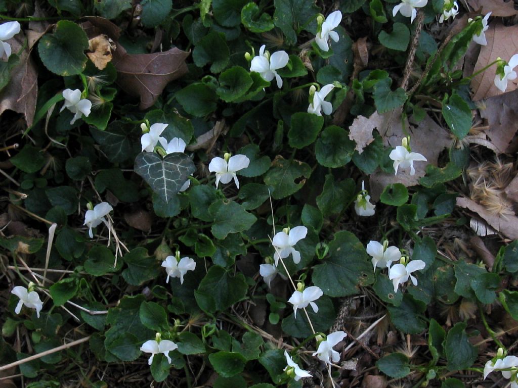 Viola alba