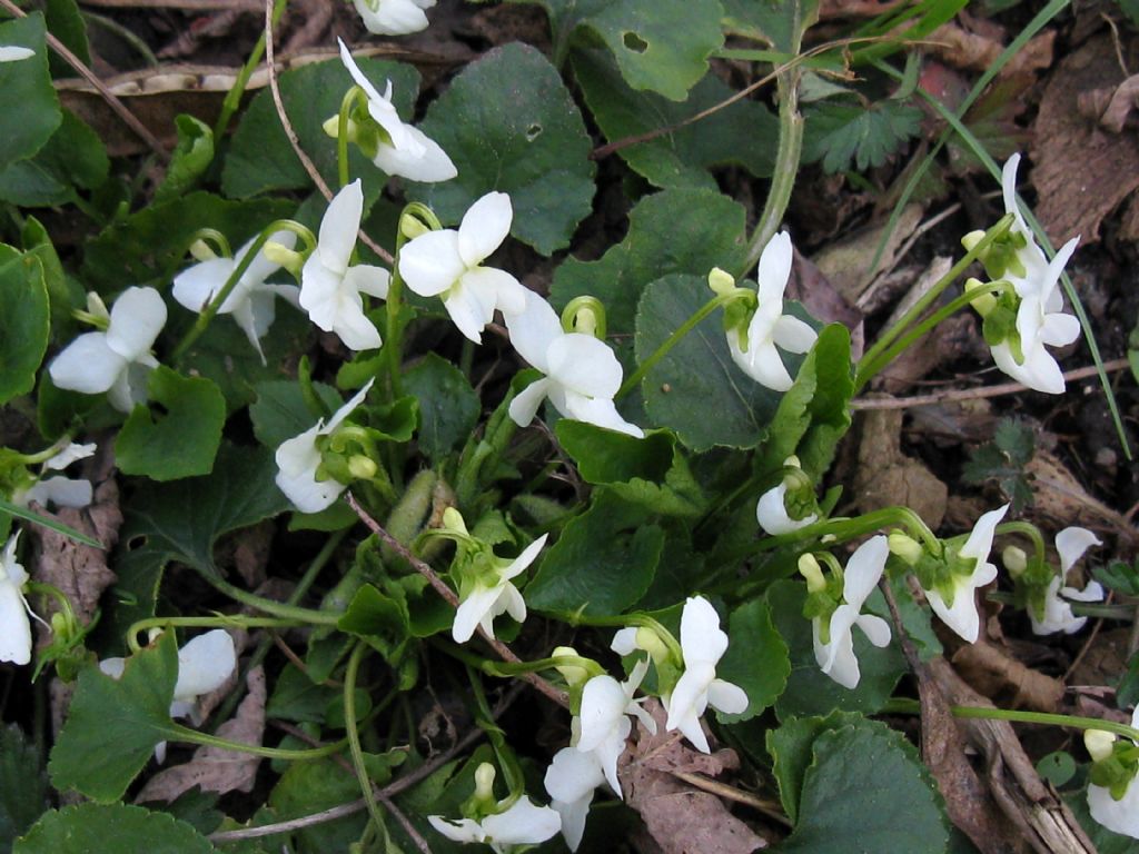 Viola alba