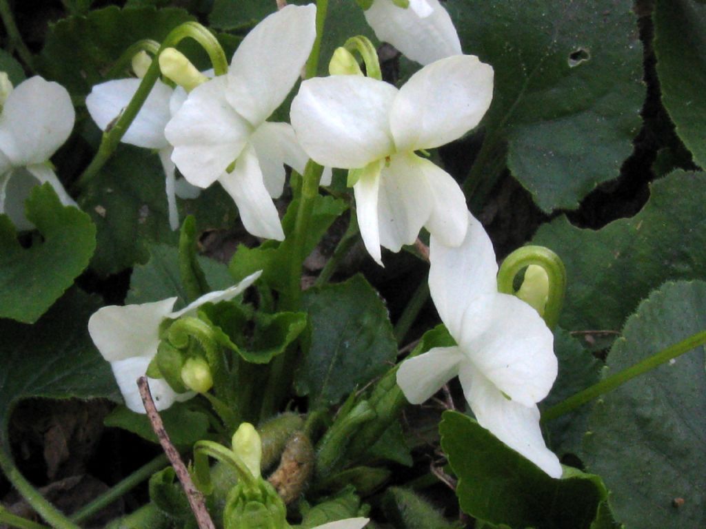 Viola alba