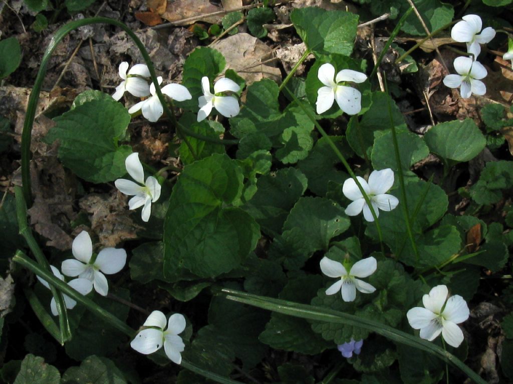 Viola alba