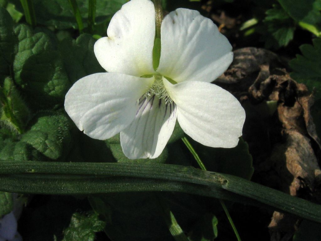 Viola alba