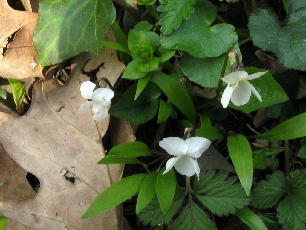 Viola alba