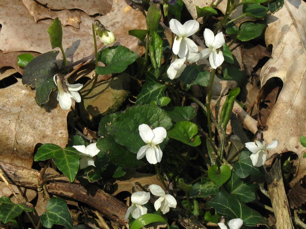 Viola alba