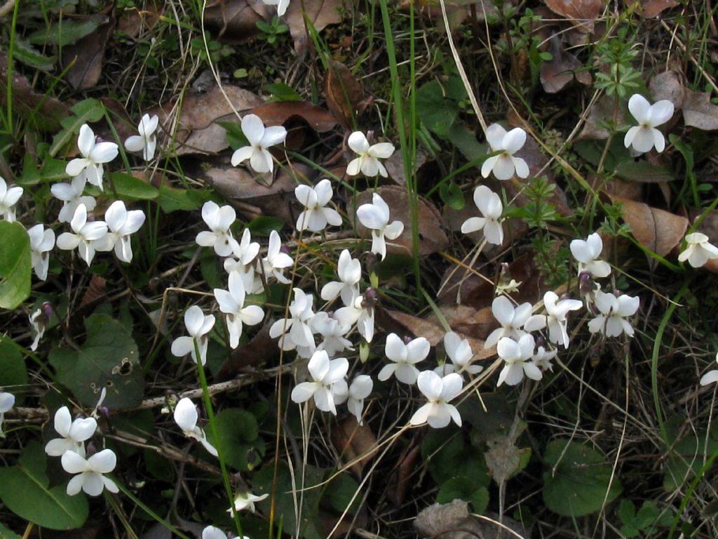 Viola alba