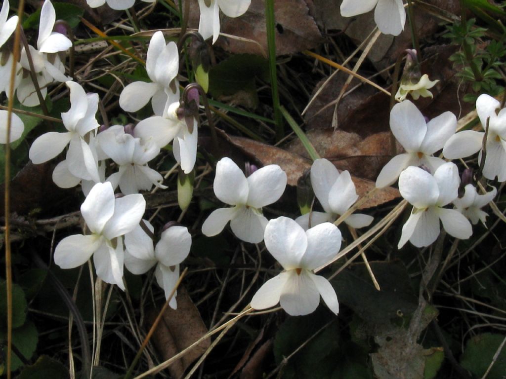 Viola alba