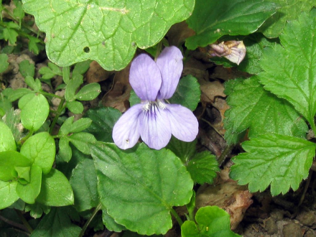 Viola reichenbachiana