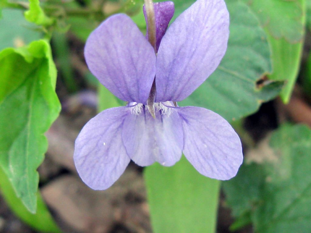 Viola reichenbachiana