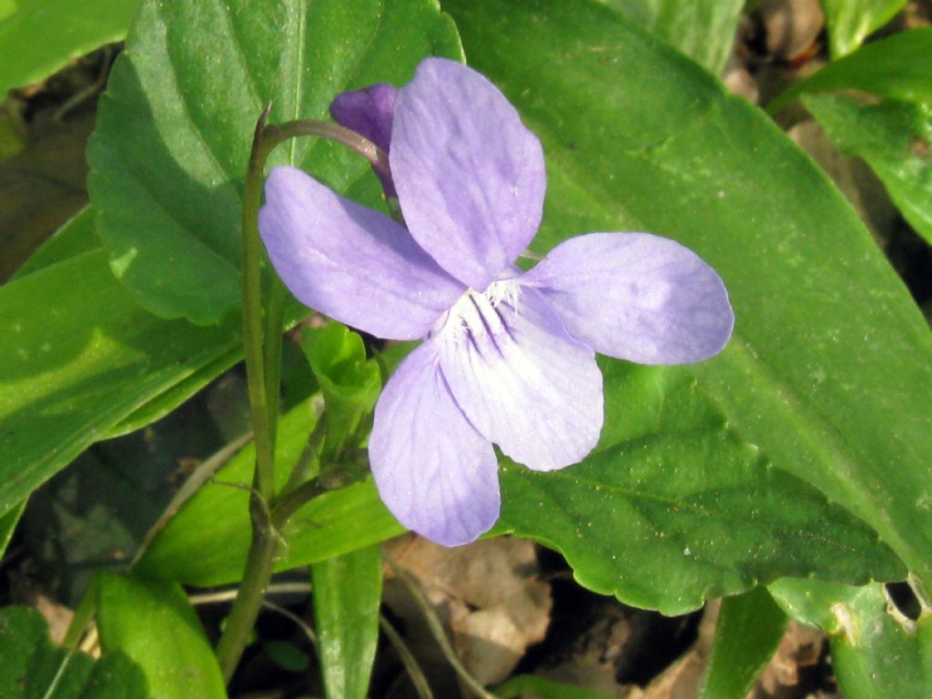 Viola reichenbachiana