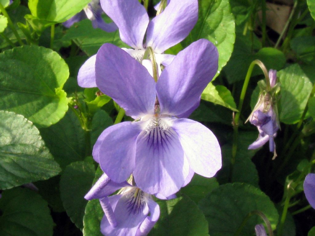 Viola reichenbachiana