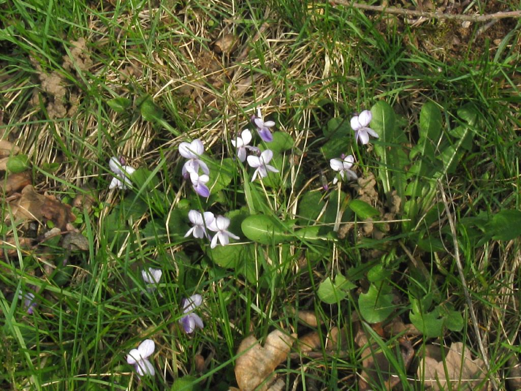 Viola odorata? ... No, Viola sp.