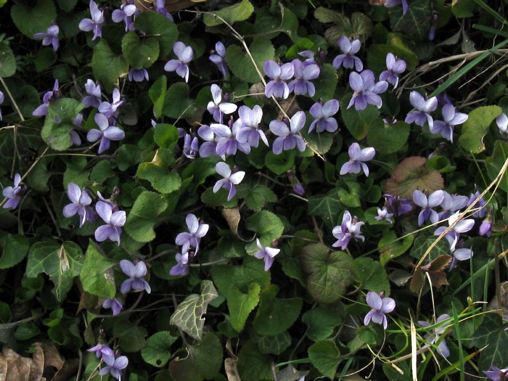 Viola odorata? ... No, Viola sp.