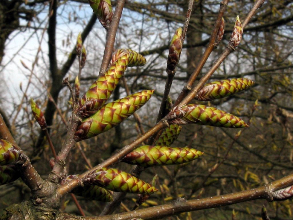 Ostrya carpinifolia