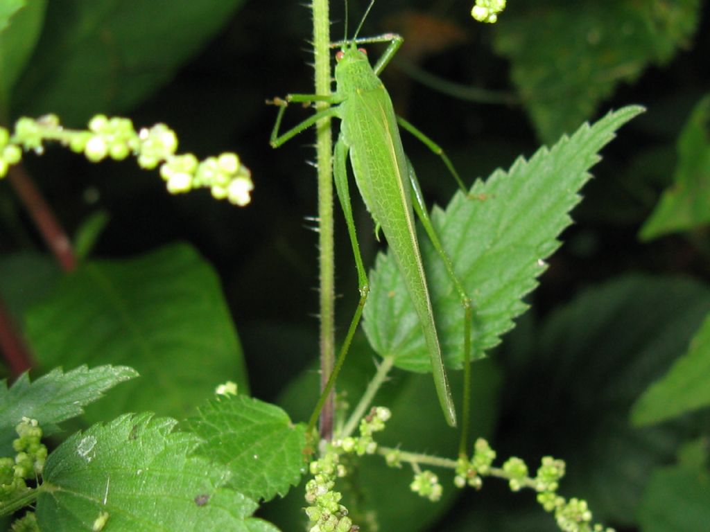 Phaneroptera sp.