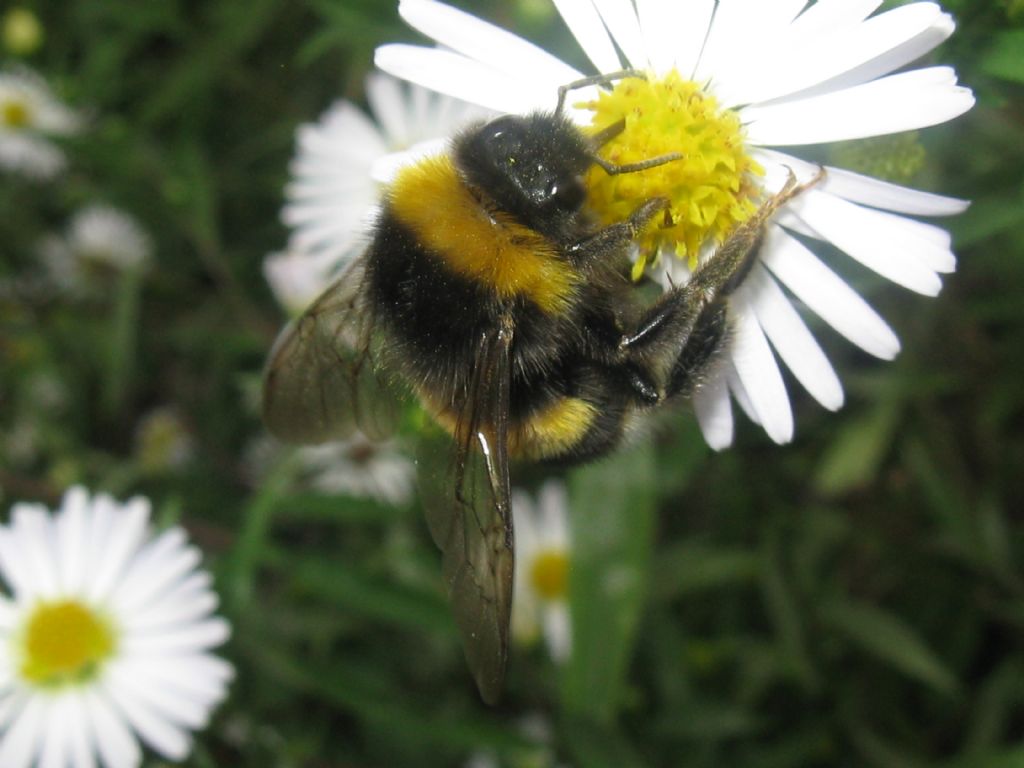 Bombus terrestris?Sesso?