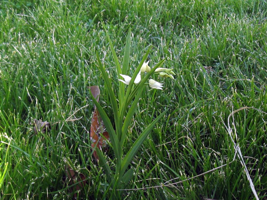 Cephalanthera longifolia? S !