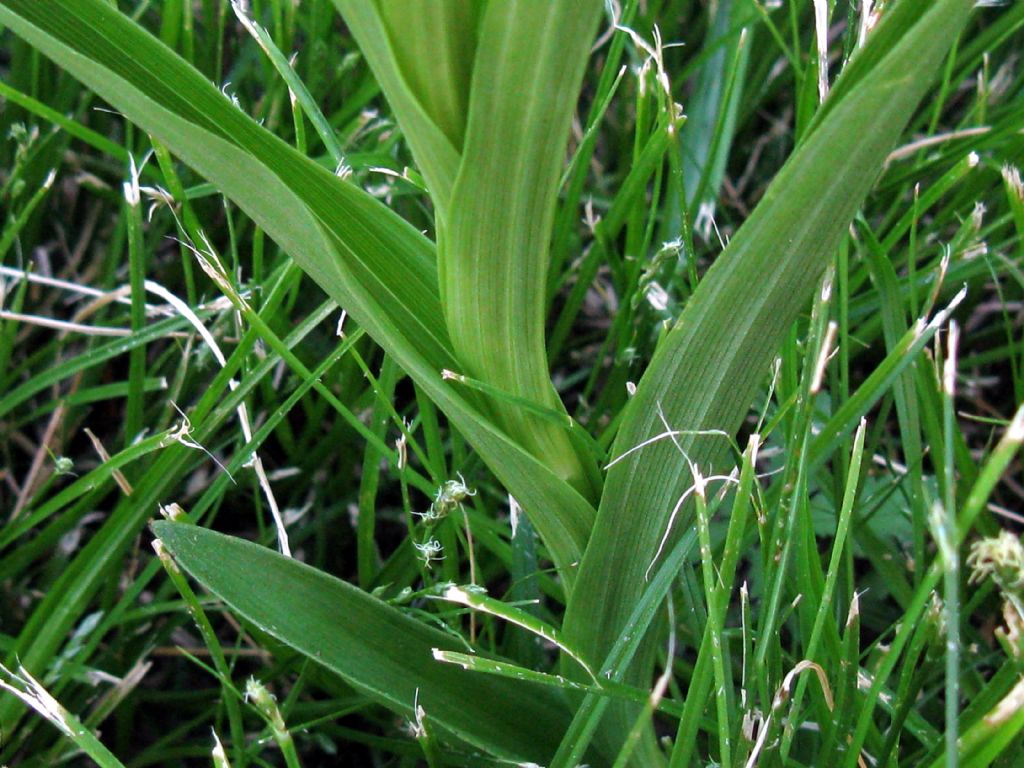 Cephalanthera longifolia? S !