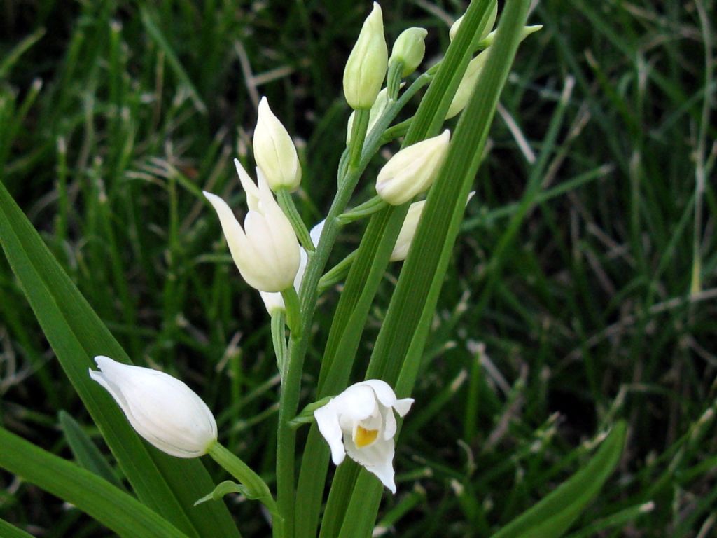 Cephalanthera longifolia? S !