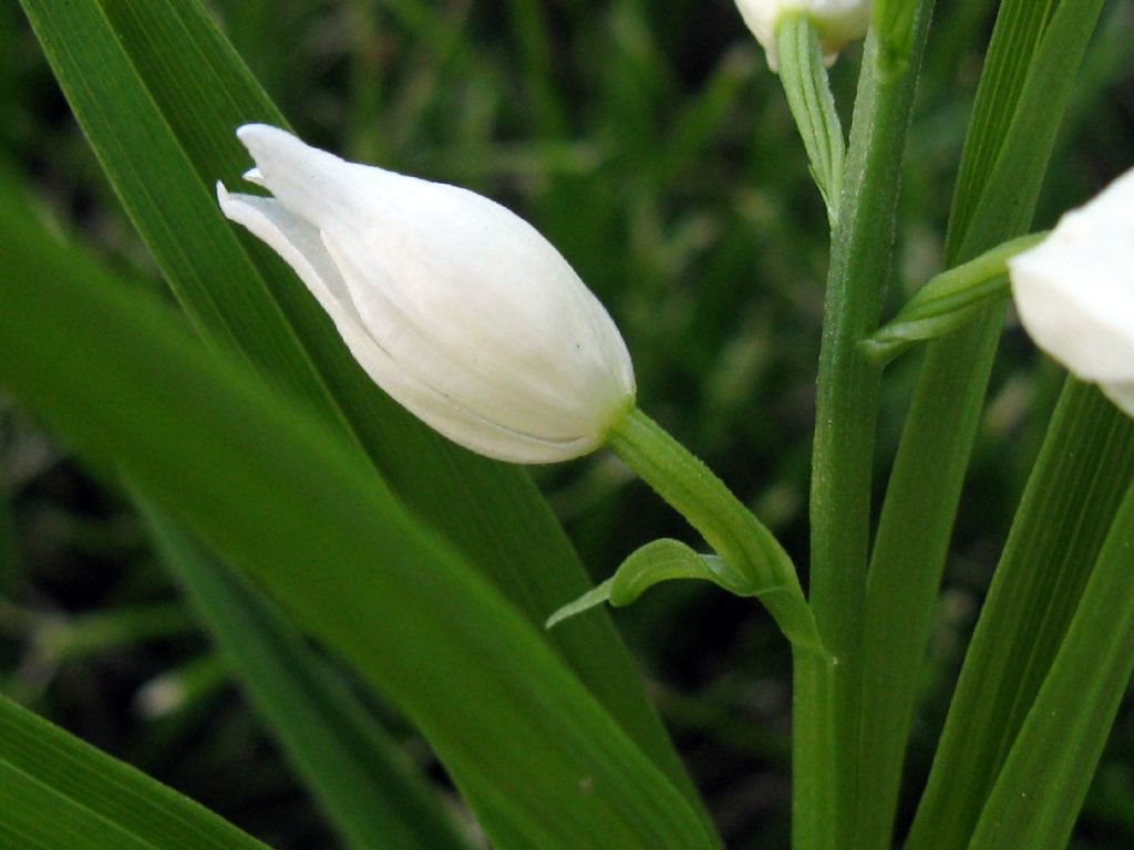 Cephalanthera longifolia? S !