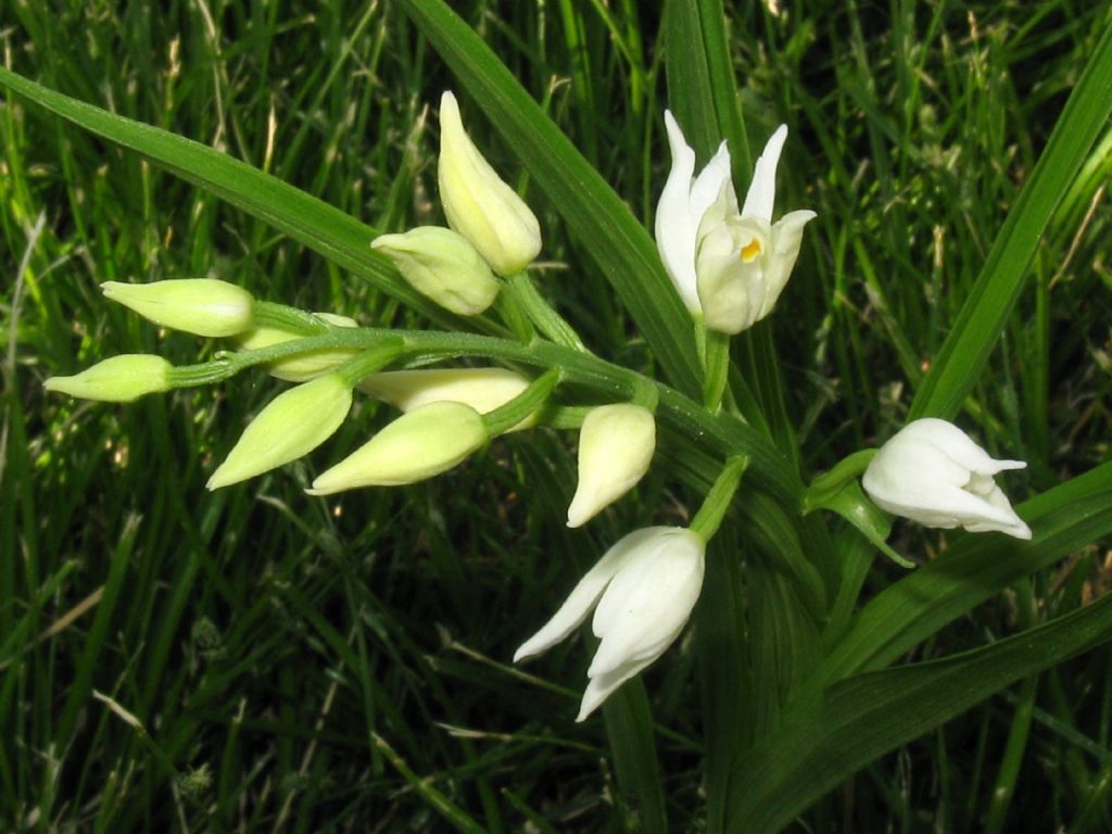 Cephalanthera longifolia? S !