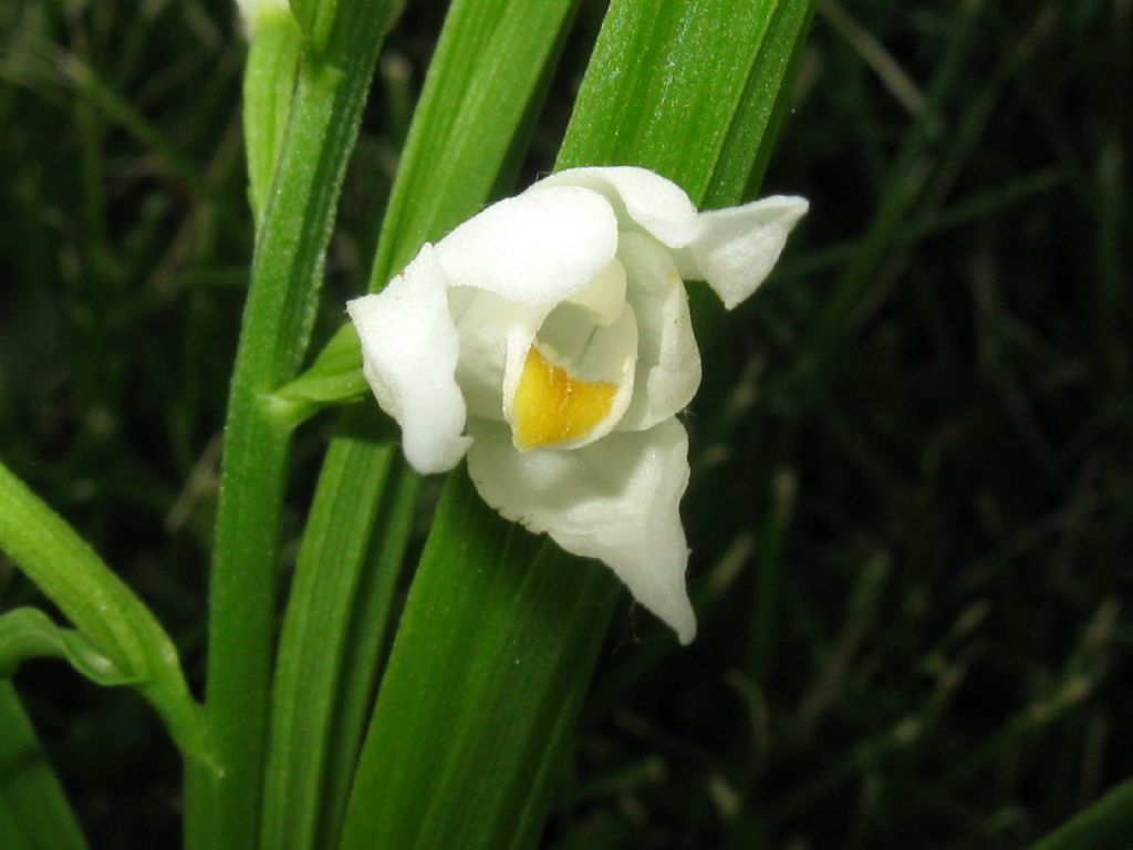 Cephalanthera longifolia? S !