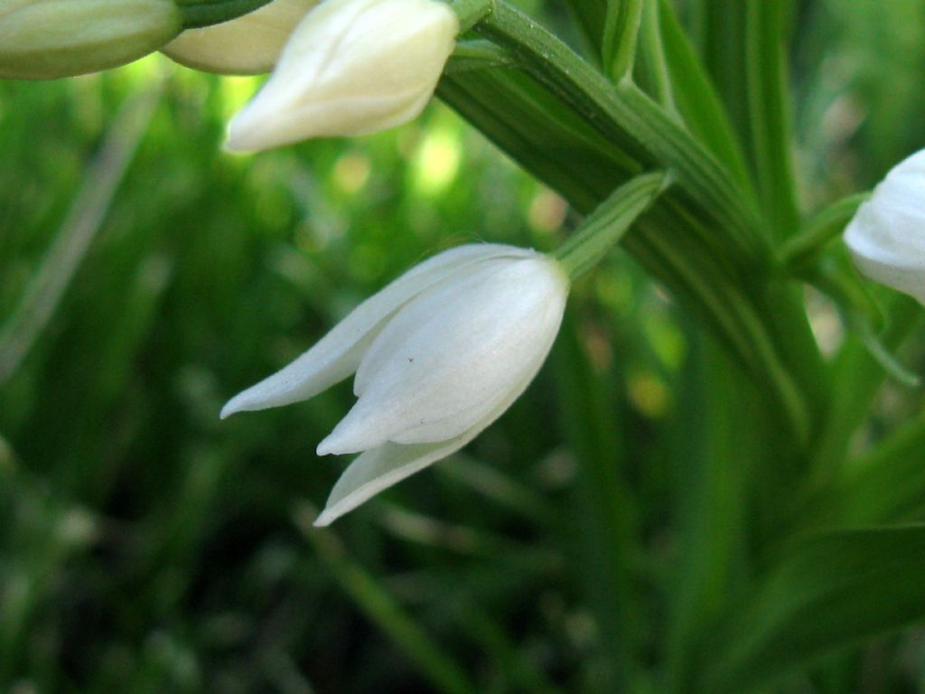 Cephalanthera longifolia? S !