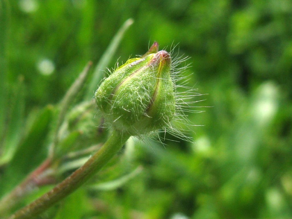 Ranunculus bulbosus