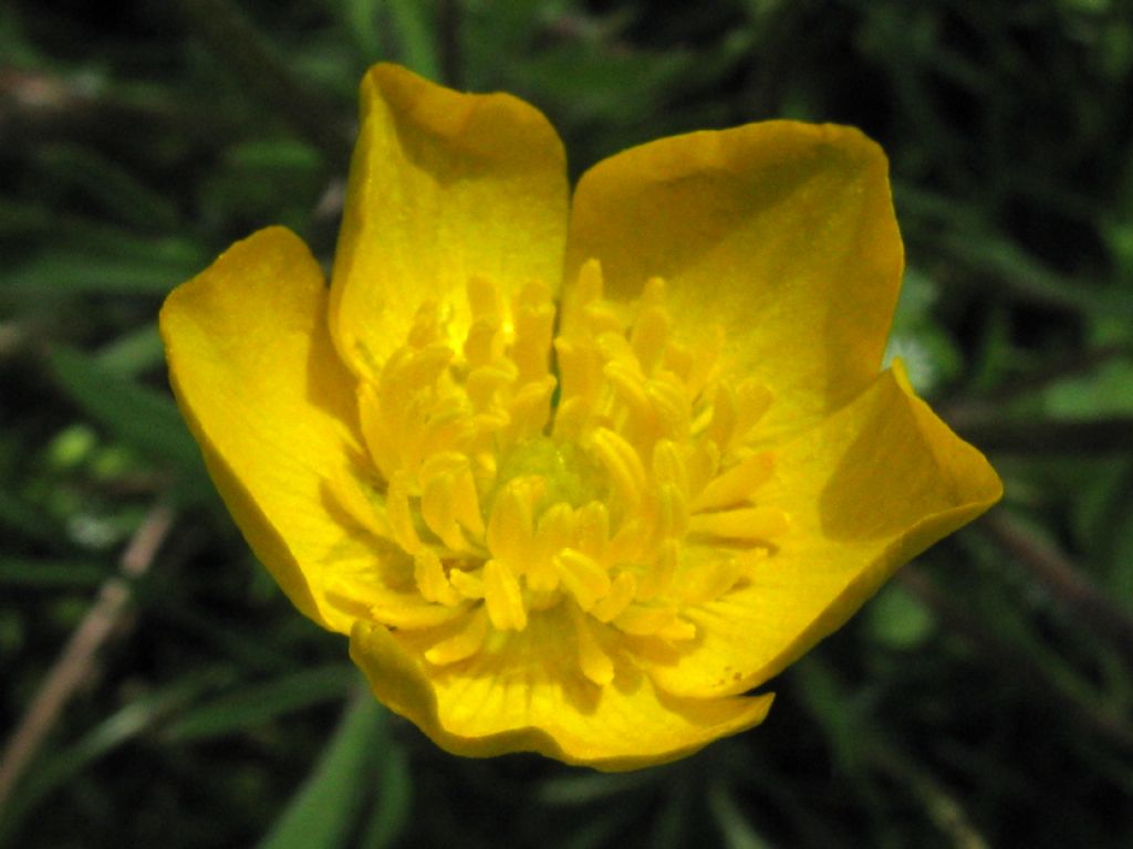 Ranunculus bulbosus