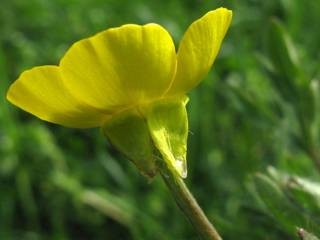 Ranunculus bulbosus