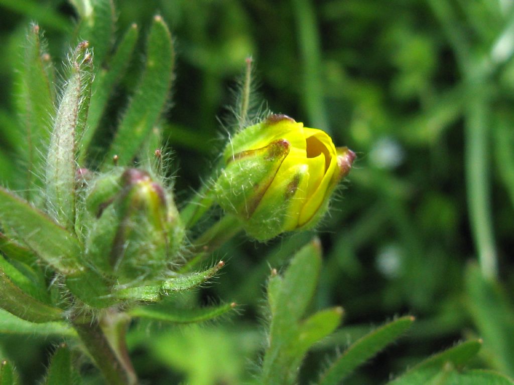 Ranunculus bulbosus