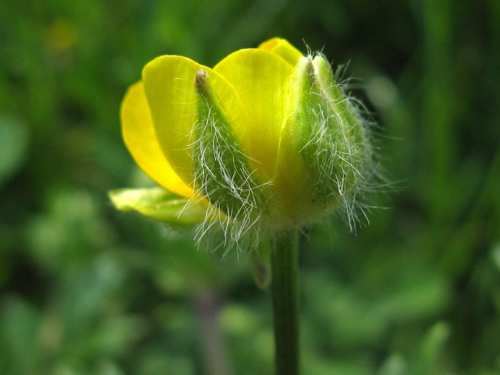 Ranunculus bulbosus