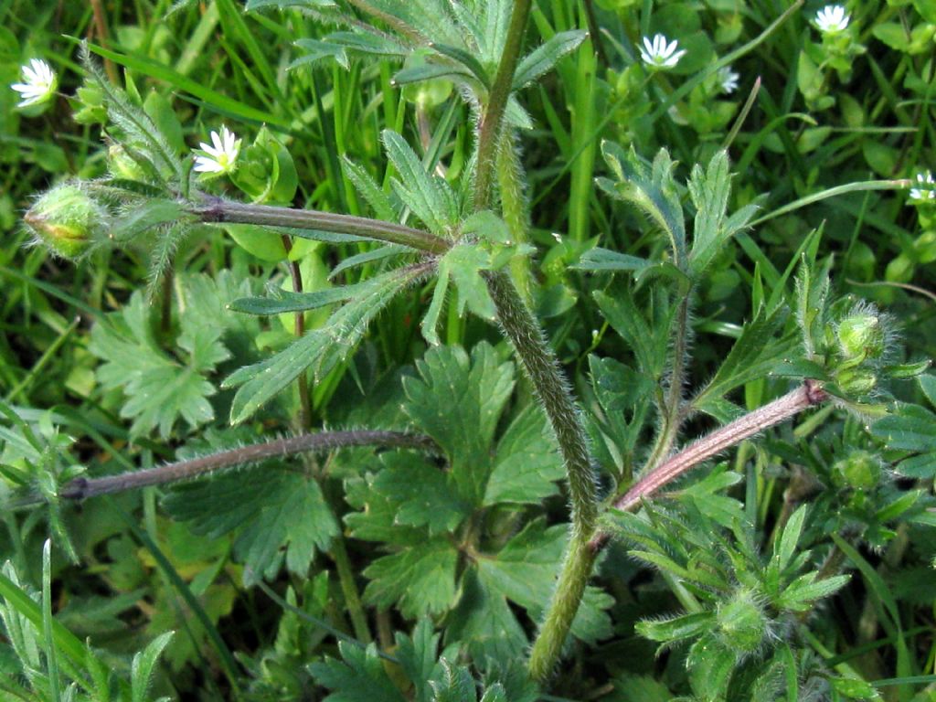 Ranunculus bulbosus