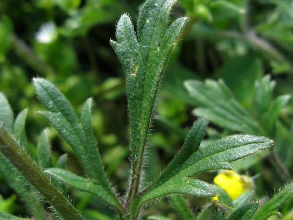 Ranunculus bulbosus