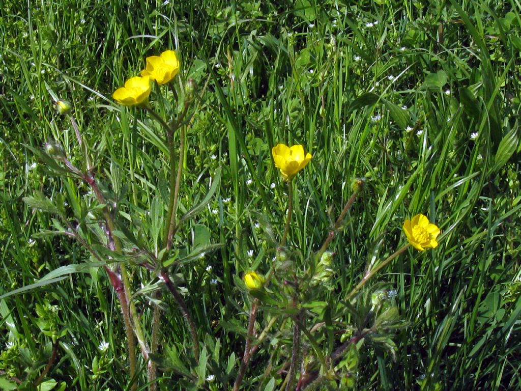 Ranunculus bulbosus