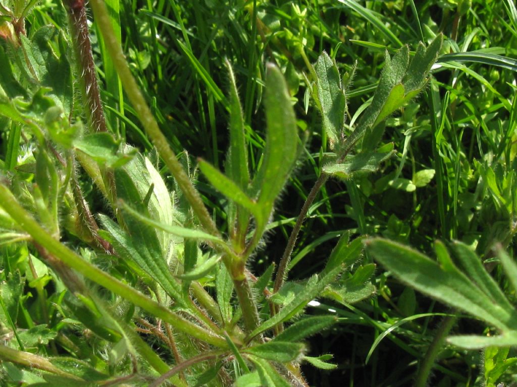 Ranunculus bulbosus