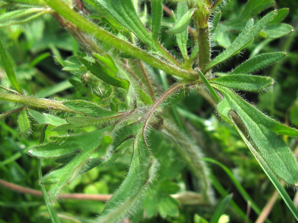 Ranunculus bulbosus