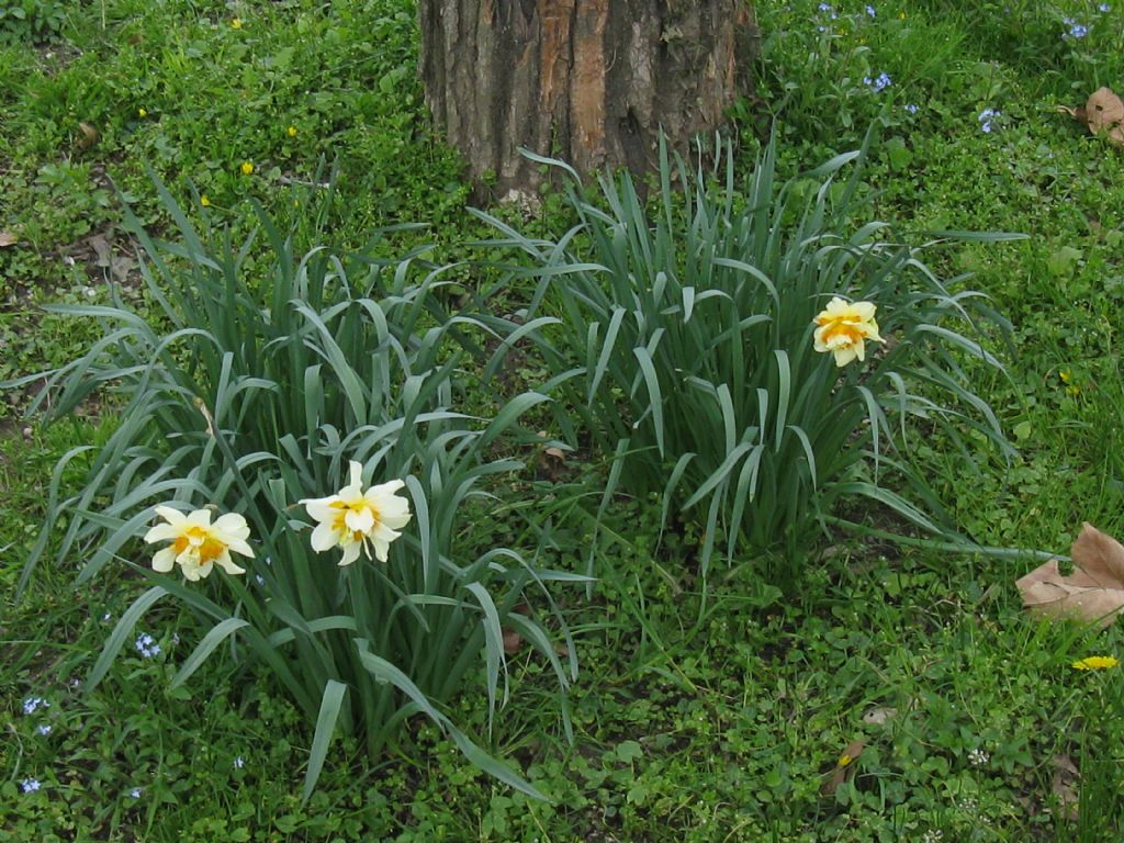 Narcissus ex-cv. Hort. (Amaryllidaceae) -cv a fiore pieno