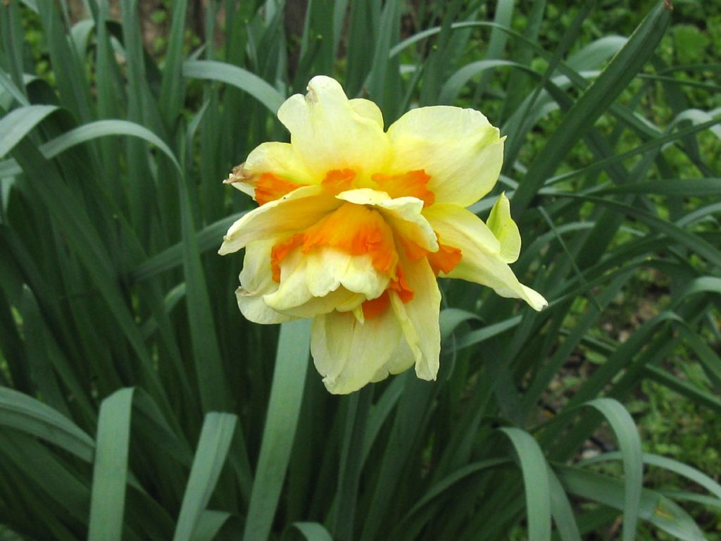 Narcissus ex-cv. Hort. (Amaryllidaceae) -cv a fiore pieno